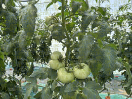 Thrips sur culture de tomates sous abri